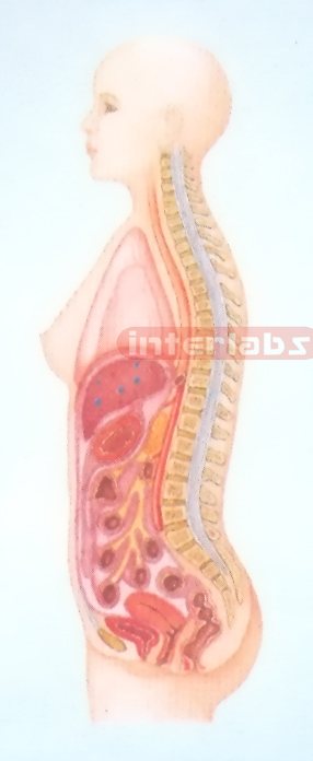 SMALL HANGING FEMALE HUMAN AUTONOMIC NERVOUS SYSTEM MODEL